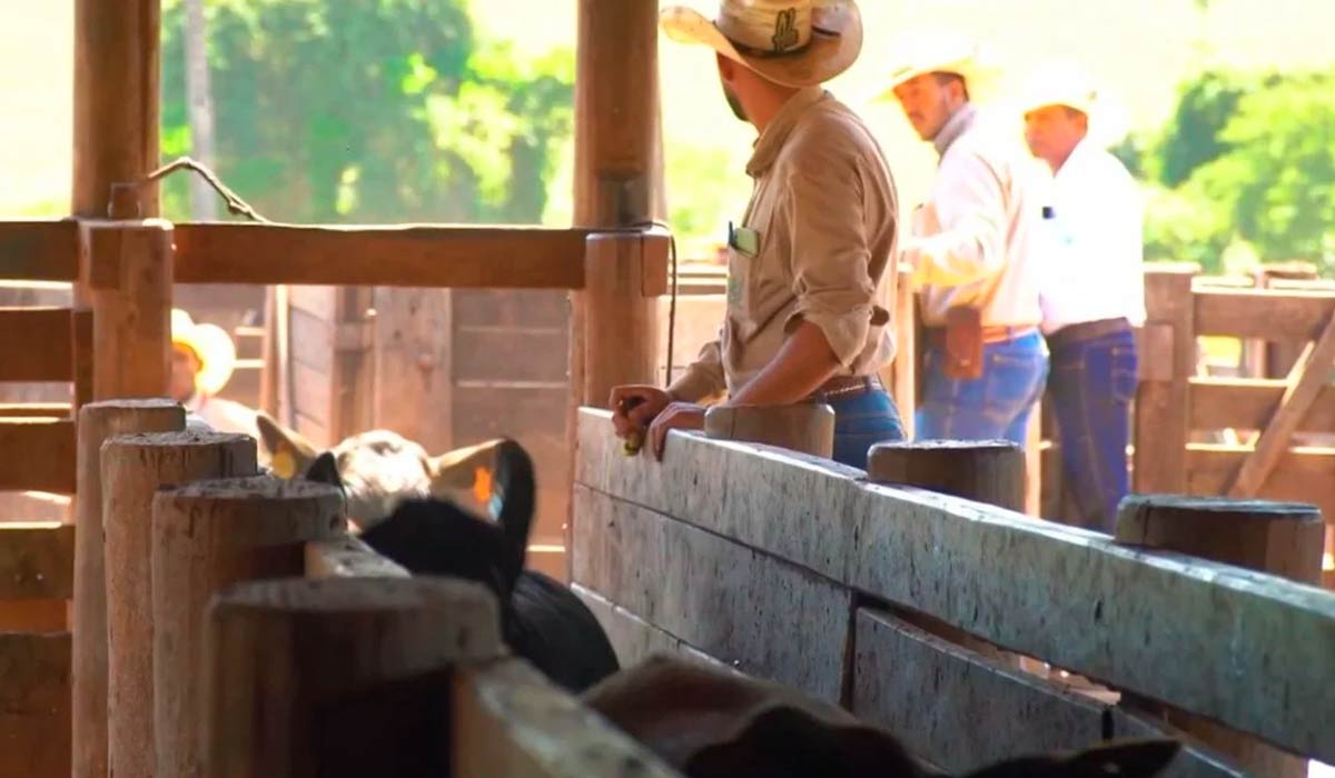 Trabalhadores no manejo do gado no curral Trabalhadores no manejo do gado no curral