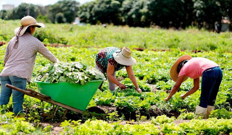 Meio Rural A importância dos trabalhadores rurais brasileiros