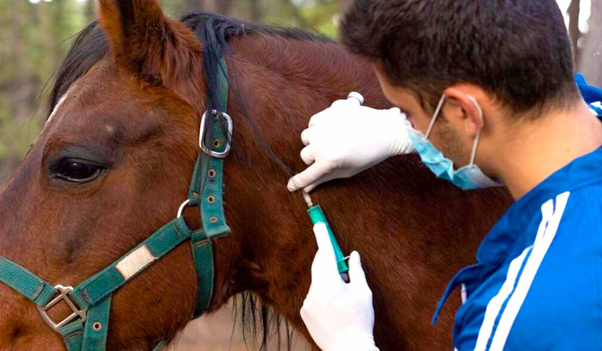 Médico Veterinário coletando amostra de sangue do animal Médico Veterinário coletando amostra de sangue do animal