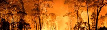 Incêndio florestal - Foto: Andi