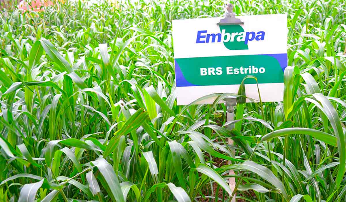 EstriboSim calcula cenários de lucro operacional efetivo potencial por hectare com a cultivar - Foto: Manuela Bergamim/Embrapa EstriboSim calcula cenários de lucro operacional efetivo potencial por hectare com a cultivar - Foto: Manuela Bergamim/Embrapa