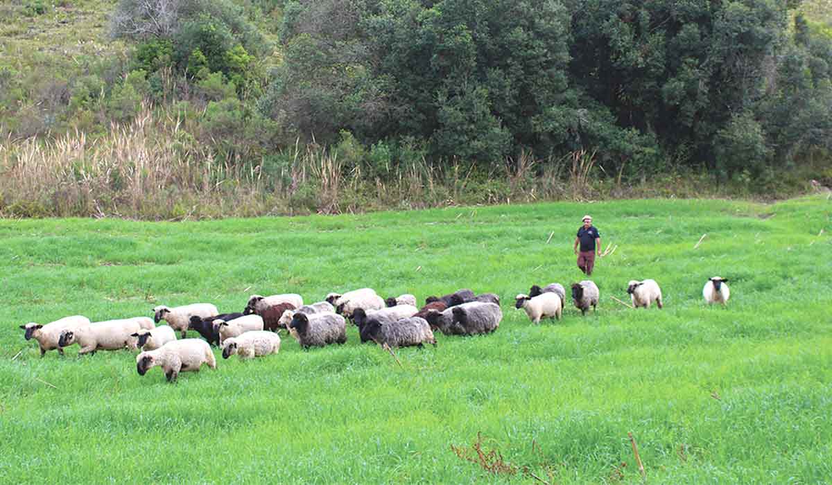 Produtor e seu rebanho Produtor e seu rebanho
