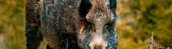Javali (Sus scrofa)