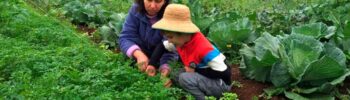 Propriedade agroecológica - Foto: Viagens que sonhamos