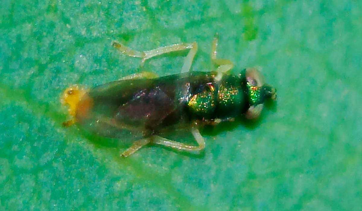 A vespinha parasitoide australiana (Psyllaephagus bliteus) que controla o psilídeo-de-concha (Glycaspis brimblecombei) - Foto: Valter Jacinto A vespinha parasitoide australiana (Psyllaephagus bliteus) que controla o psilídeo-de-concha (Glycaspis brimblecombei) - Foto: Valter Jacinto