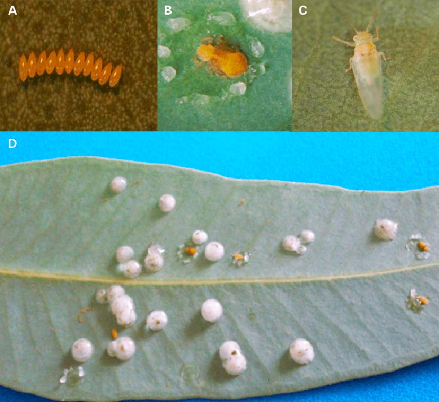 Glycaspis brimblecombei em Eucalyptus spp. - A-Ovos; B-Ninfa; C-Adulto; D-Infestação em folha de eucalipto Glycaspis brimblecombei em Eucalyptus spp. - A-Ovos; B-Ninfa; C-Adulto; D-Infestação em folha de eucalipto