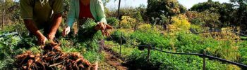 A falta de mecanismos que atendam as mulheres, as pessoas negras e os agricultores do norte e nordeste acabam reproduzindo as desigualdades no meio