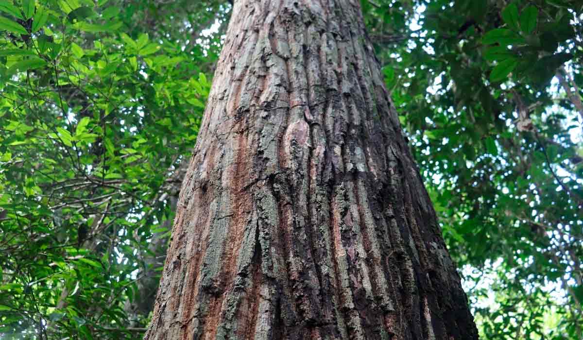 Árvore na floresta amazônica