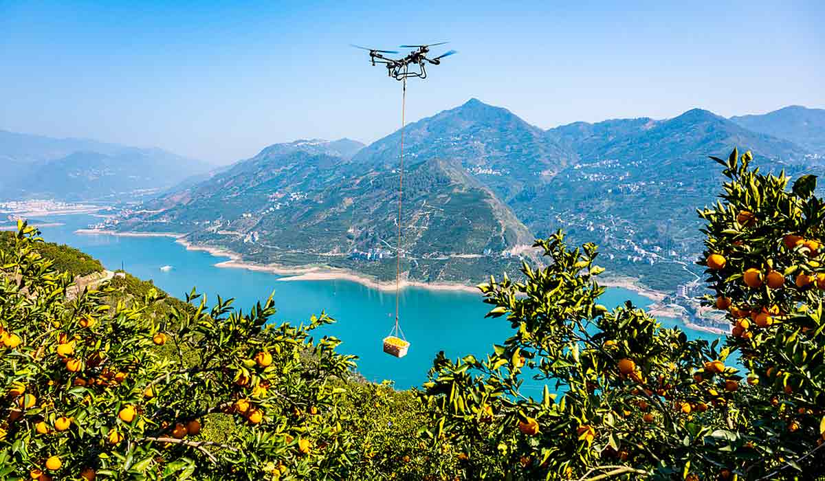 Drone transportando carga de frutas colhida em região de topografia acidentada
