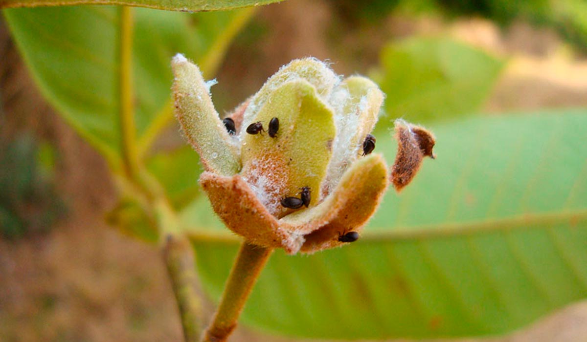 Melanastera olgae na planta Guatteria punctata (Annonaceae), em Sinop, MT - Foto: Embrapa
