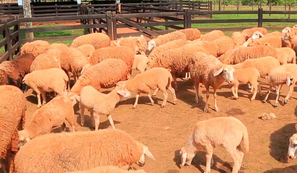 A principal aposta da pesquisa é o melhoramento genético dos rebanhos, selecionando animais mais resistentes a doenças e com características favoráveis à produção de carne - Foto: Raquel Brunelli A principal aposta da pesquisa é o melhoramento genético dos rebanhos, selecionando animais mais resistentes a doenças e com características favoráveis à produção de carne - Foto: Raquel Brunelli