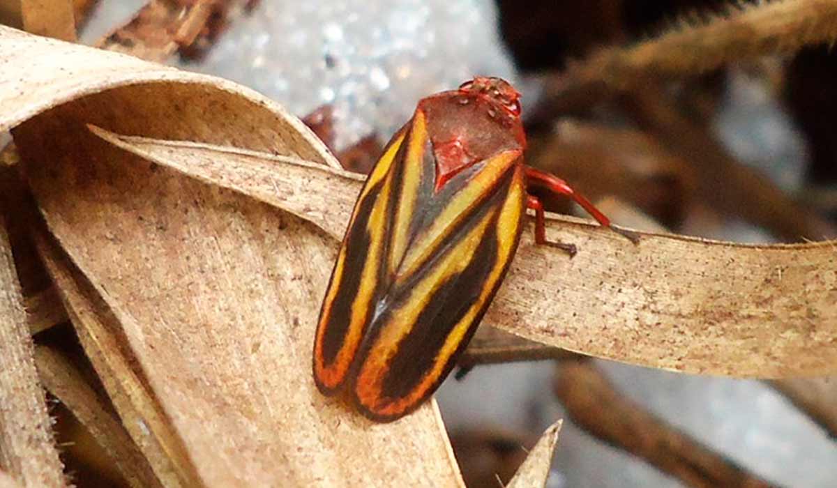 Cigarrinha-das-pastagens (Mahanarva spectabilis) - Foto: Fabrícia Torres