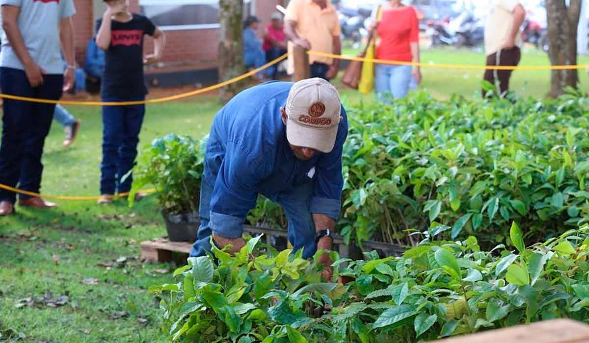 Distribuição de 22 mil mudas de árvores nativas Distribuição de 22 mil mudas de árvores nativas