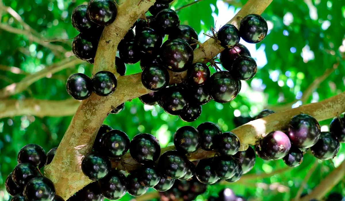 A jabuticaba de Cachoeira do Campo A jabuticaba de Cachoeira do Campo