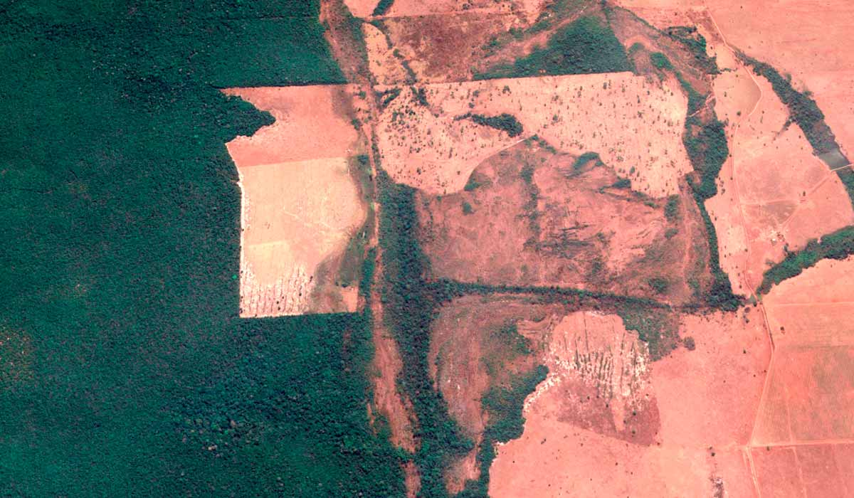 A floresta sendo destruída para implantação de agropecuária de baixa produtividade e baixo rendimento
