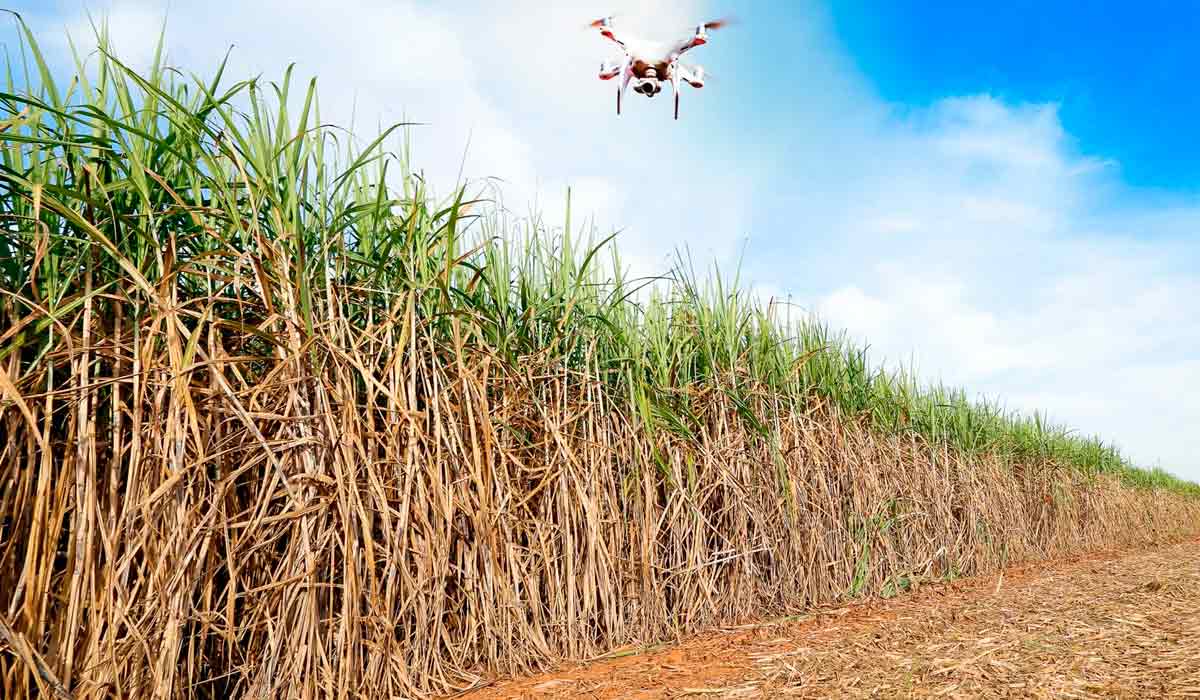 Mapa utiliza drones para fiscalizar plantações em São Paulo. A primeira operação sobrevoou e mapeou áreas experimentais de cana-de-açúcar geneticamente modificada Mapa utiliza drones para fiscalizar plantações em São Paulo. A primeira operação sobrevoou e mapeou áreas experimentais de cana-de-açúcar geneticamente modificada