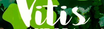 Logo do Vitis Aurora