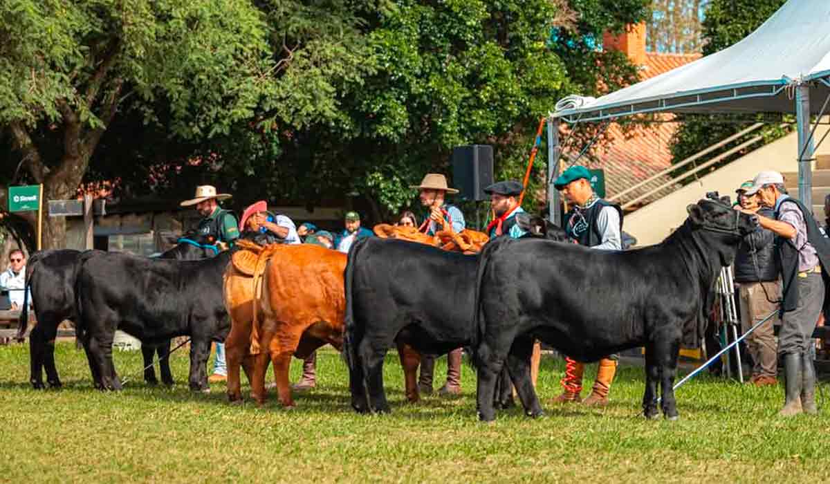 Julgamento de animais brangus na pista de exposição - Foto: Foto: Gustavo Rafael