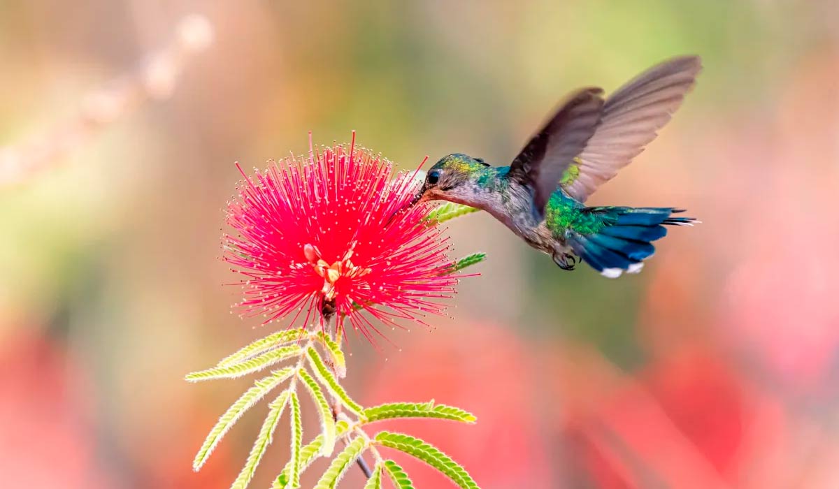 Um beija-flor-tesoura-verde (Thalurania furcata) diante de uma caliandra (Calliandra dysantha) - Foto: Marcelo-Kuhlmann Um beija-flor-tesoura-verde (Thalurania furcata) diante de uma caliandra (Calliandra dysantha) - Foto: Marcelo-Kuhlmann