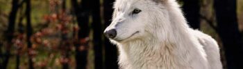 O lobo terrível da Colossal Biosciences - Foto: Colossal Biosciences