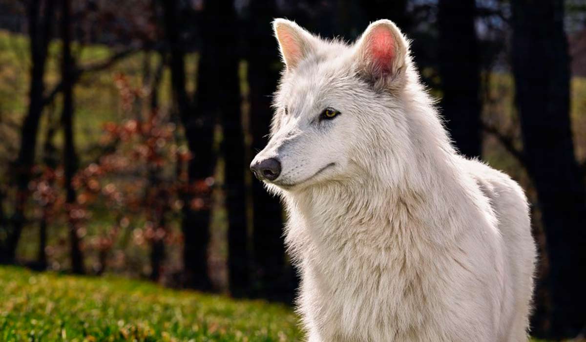 O lobo terrível da Colossal Biosciences - Foto: Colossal Biosciences
