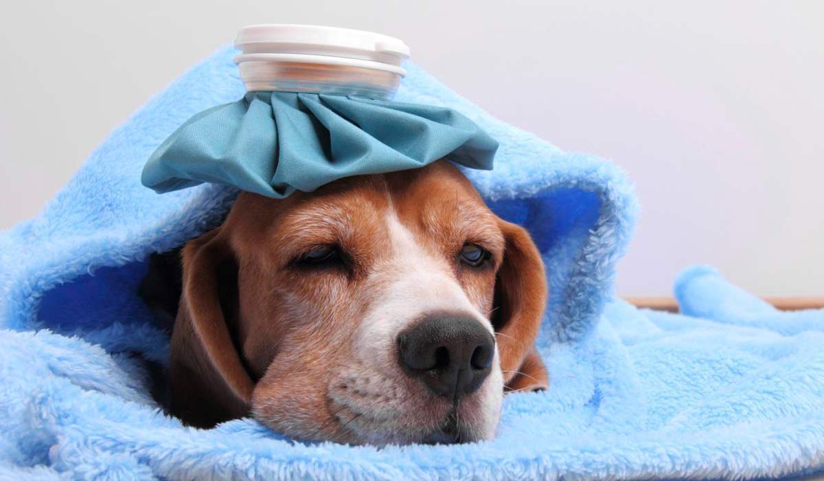 Cuidado com a tosse dos canis