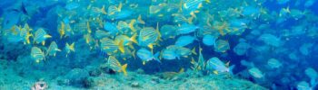 Série do CEBIMar-USP sobre a biodiversidade do litoral brasileiro