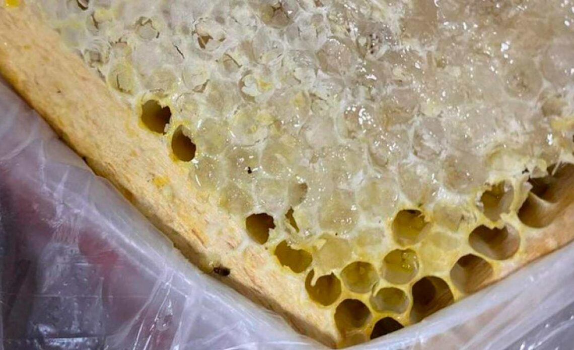 Favo interceptado infestado pelo besouro exótico