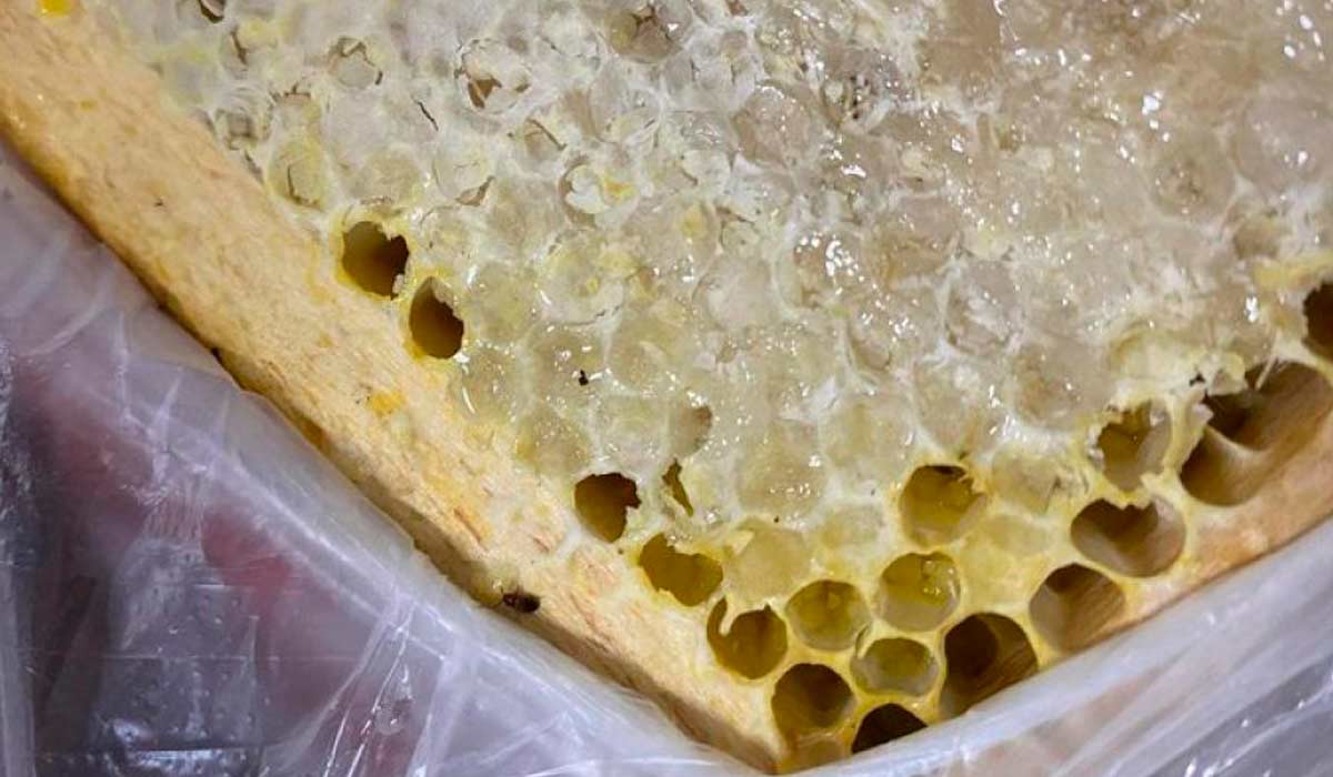 Favo interceptado infestado pelo besouro exótico