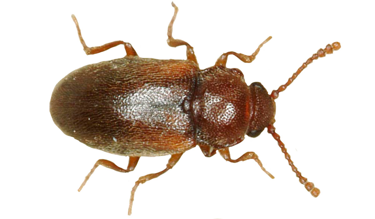 O besouro Cryptophagus scanicus O besouro Cryptophagus scanicus