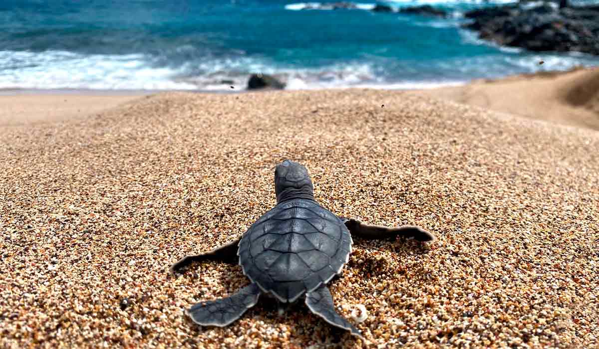 Filhote de tartaruga marinha a caminho do mar - Foto: Marinha do Brasil Filhote de tartaruga marinha a caminho do mar - Foto: Marinha do Brasil