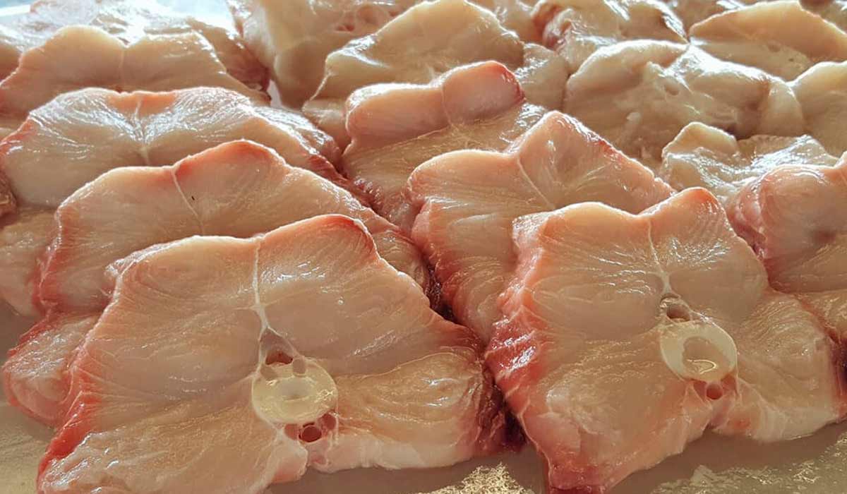 A maioria das pessoas desconhece que a carne de cação é de tubarão azul (Prionace glauca) A maioria das pessoas desconhece que a carne de cação é de tubarão azul (Prionace glauca)