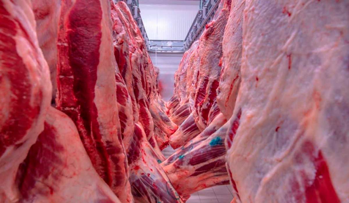 Carne bovina para exportação Carne bovina para exportação