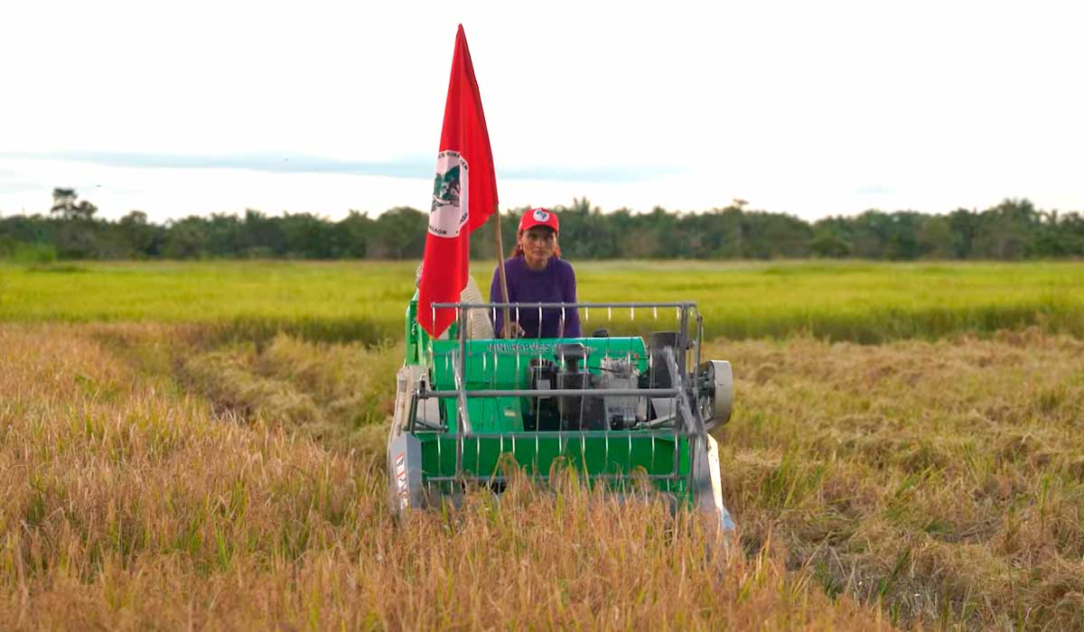 Produtora do MST operando uma colheitadeira de arroz compacta chinesa - Foto: BdF/Doc Produtora do MST operando uma colheitadeira de arroz compacta chinesa - Foto: BdF/Doc