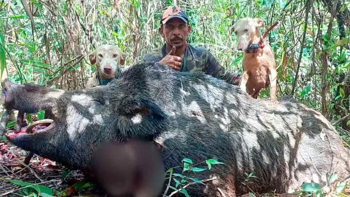 FOTO JAVALI GIGANTE 1.2 (Animal foi rastreado por mais de 5 km na zona rural de João Pinheiro (MG), caçadores se assustaram com o tamanho do javali gigante) FOTO JAVALI GIGANTE 1.2 (Animal foi rastreado por mais de 5 km na zona rural de João Pinheiro (MG), caçadores se assustaram com o tamanho do javali gigante)