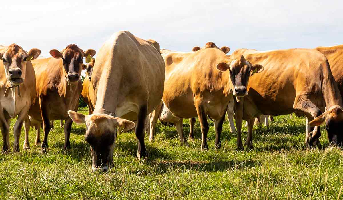 Rebanho de vacas jersey Rebanho de vacas jersey