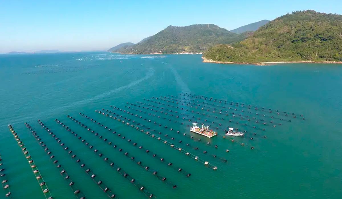 Para usar um "pedaço de mar", o maricultor precisa ter autorização federal e atender uma série de exigências Para usar um "pedaço de mar", o maricultor precisa ter autorização federal e atender uma série de exigências