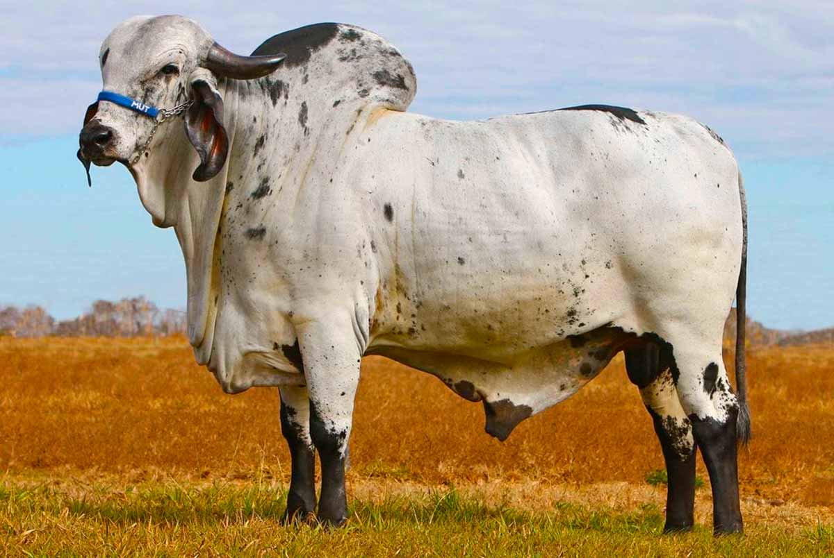 O touro gir leiteiro tri grande campeão da Expozebu, Teórico FIV F. Mutum - Foto: Jadir Bison O touro gir leiteiro tri grande campeão da Expozebu, Teórico FIV F. Mutum - Foto: Jadir Bison