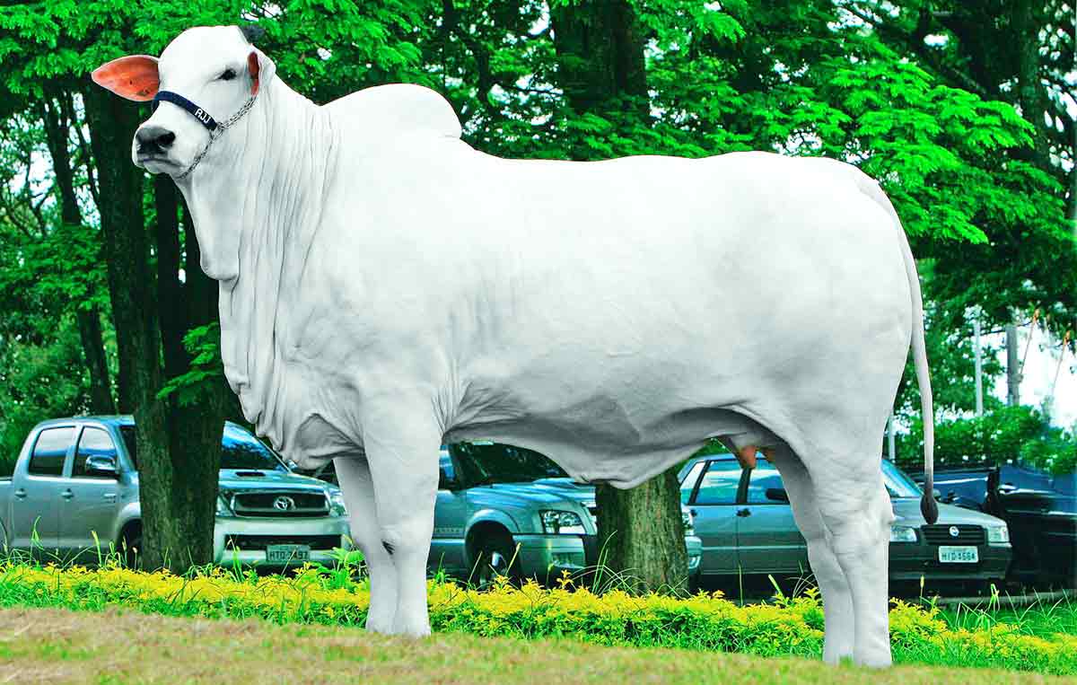 A vaca nelore Parla FIV AJJ, a Rainha do Nelore