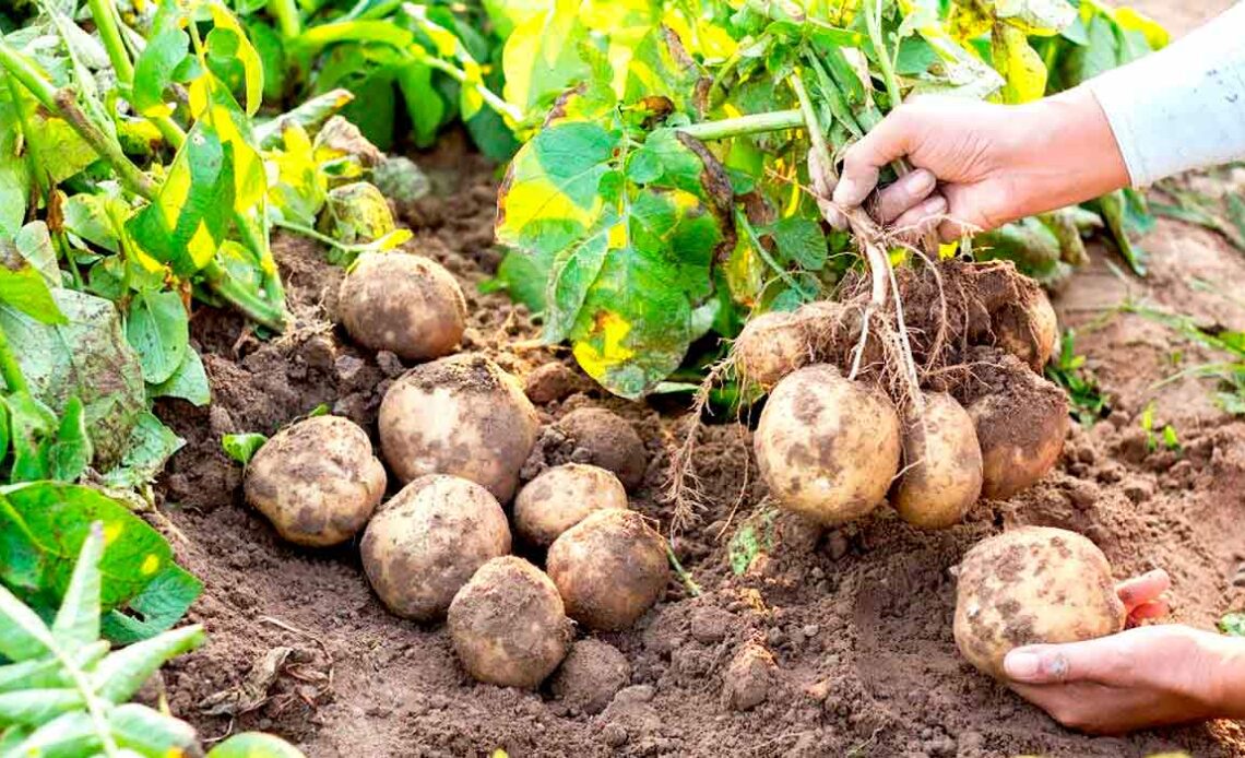 Cultivo de batatas