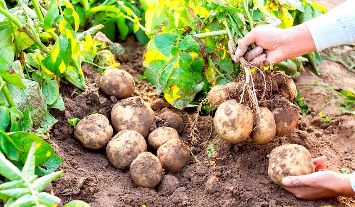 Cultivo de batatas