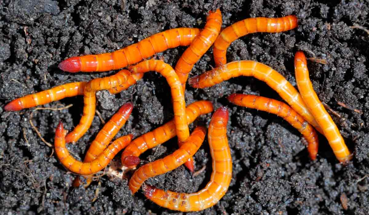 As larvas-arame dos besouros do gênero Agriotes vivem no subsolo por até quatro anos, onde se alimentam das raízes de diversas plantas, podendo tornar-se pragas ao consumir batatas e outras culturas