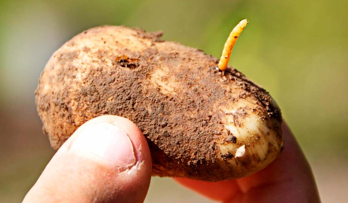 A larva-arame em ação