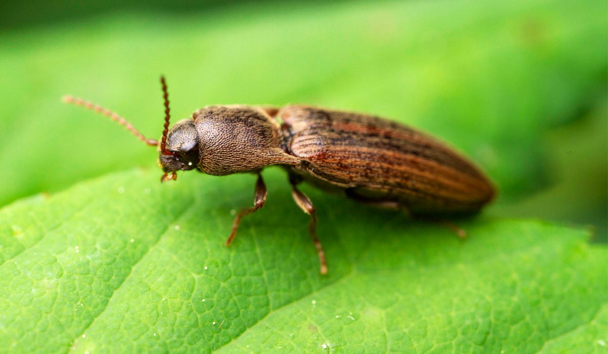 O besouro da espécie Agriotes lineatus