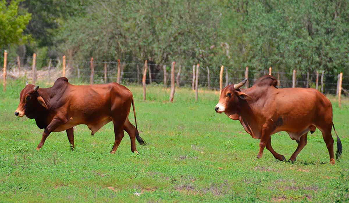 Além de manter um rebanho em campo, a empresa trabalha com material genético dos animais armazenado em um banco de germoplasma - Foto: Marcelino Ribeiro