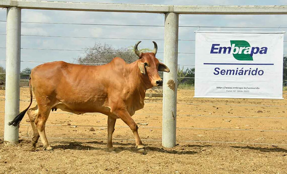 O rebanho é constituído por descendentes diretos da importação de animais do Paquistão em 1952 - Foto: Marcelino Ribeiro