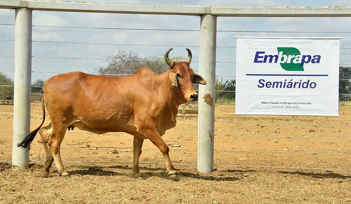 O rebanho é constituído por descendentes diretos da importação de animais do Paquistão em 1952 - Foto: Marcelino Ribeiro