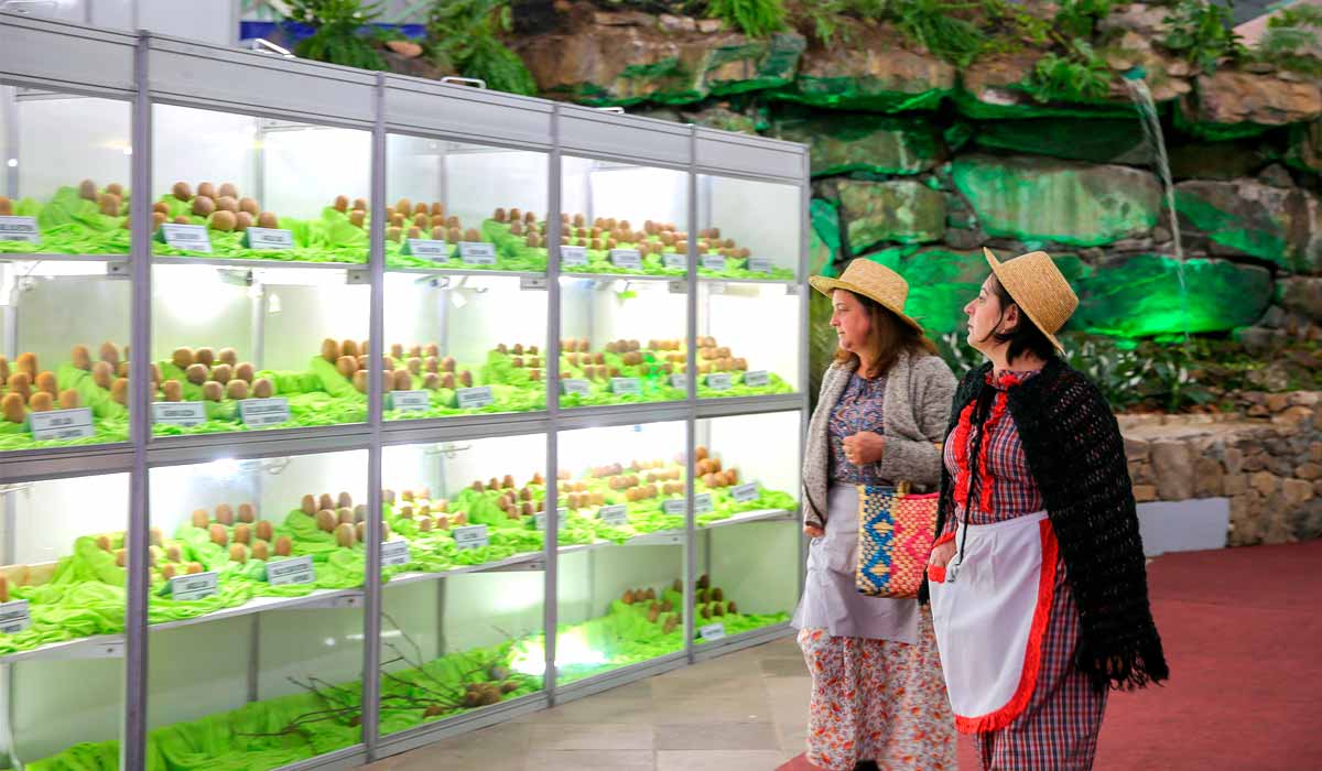 Exposição de kiwis