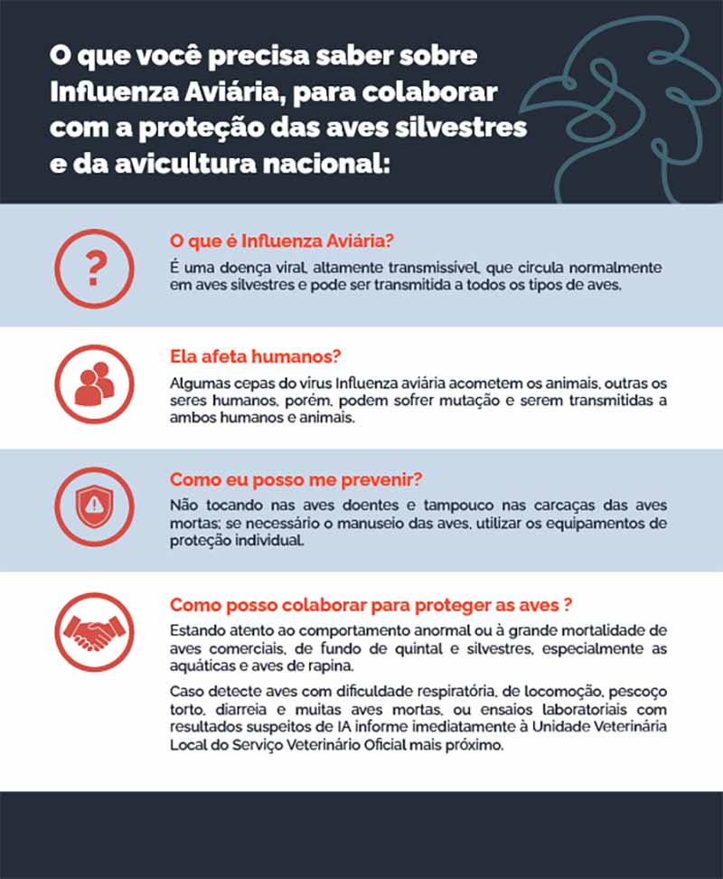 O que voce precisa saber sobre a gripe aviária