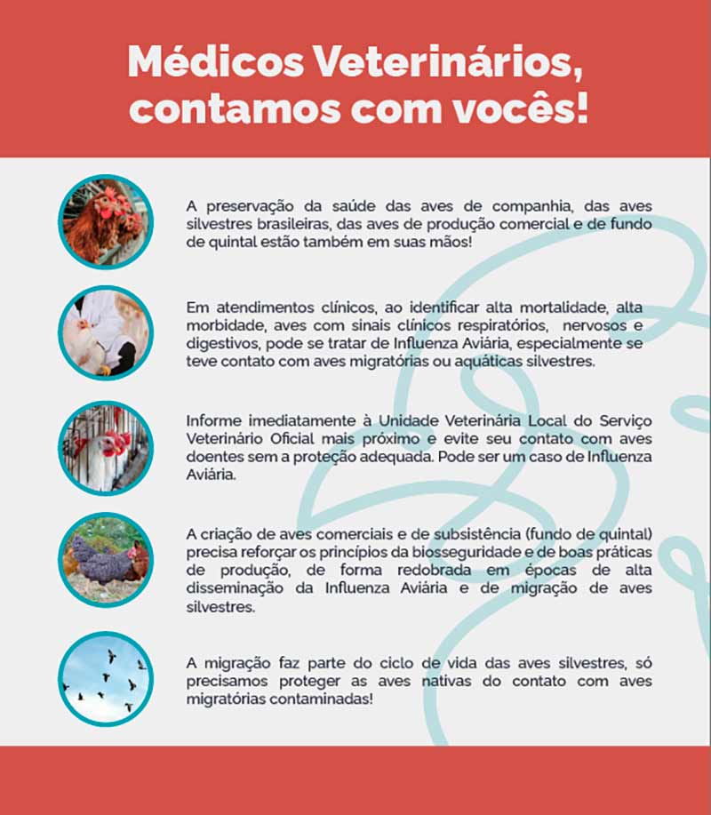 Informações da gripe aviária para médicos veterinários